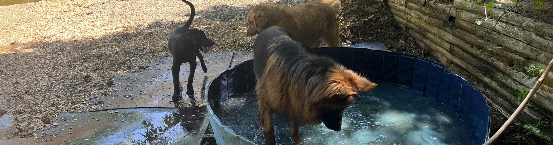 Dogs Playing at the Bark and Call Inn